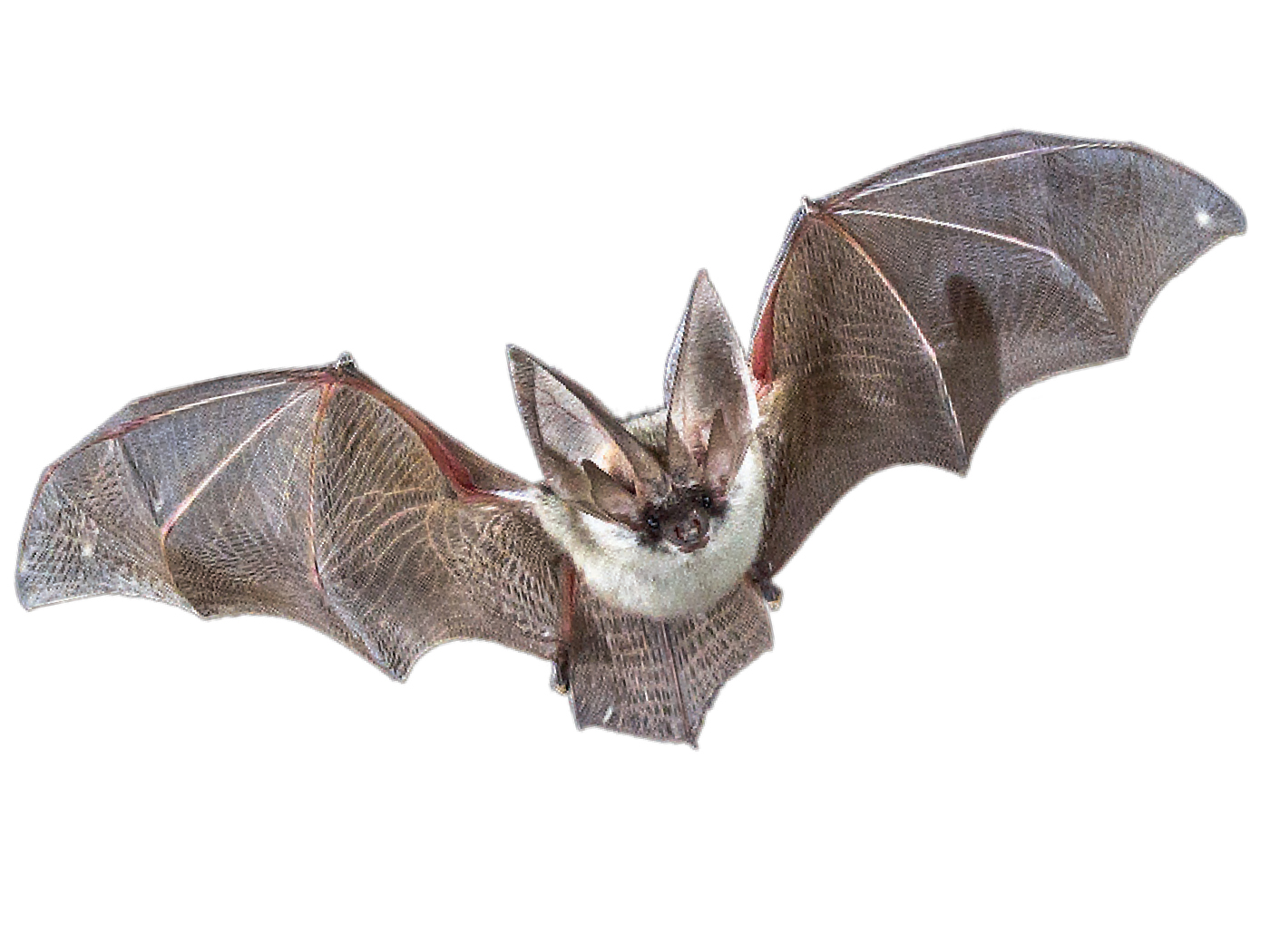 How Did the Bat Get Its Wings? | The Institute for Creation Research